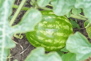Young watermelon growing in a garden surrounded by lush green leaves on soil.