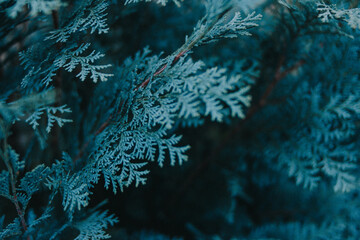 Obraz premium Close-up collection of pine needles, spruce branches, and forest moss in natural green-blue tones. Winter and evergreen textures perfect for nature backgrounds and botanical themes.