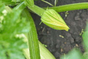 Young zucchini plant with bud in garden ready to bloom green leaves close up.