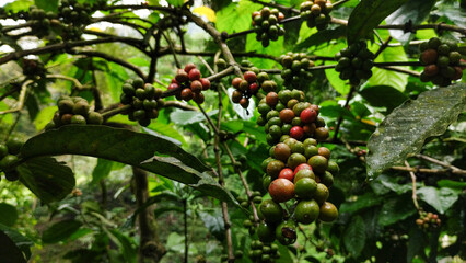 Coffee Beans Ripening on the Branch with Red Hues
