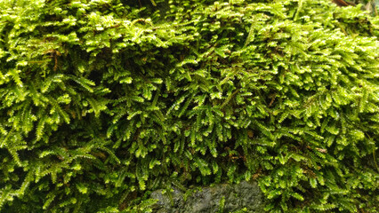Intense Green Mossy Surface Macro