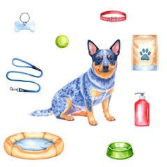 Dog with dog accessories. Seamless pattern, transparent background. Watercolor illustration. Australian Cattle Dog