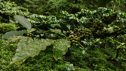 Branch of Coffee Plant with Green and Ripening Beans in Lush Plantation