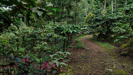 Dirt Path Winding Through a Lush Tropical Coffee Plantation