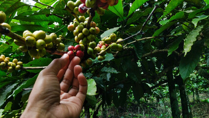  Hand Picking Ripe Coffee Cherries on a Farm