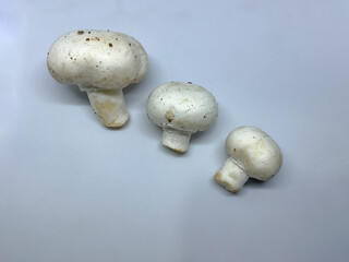 Agaricus bisporus commonly known as a button mushroom