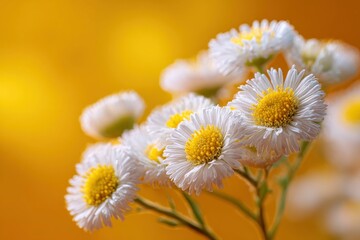 White daisylike flowers bloom with yellow centers set against a blurred yellow background highlighting their delicate details