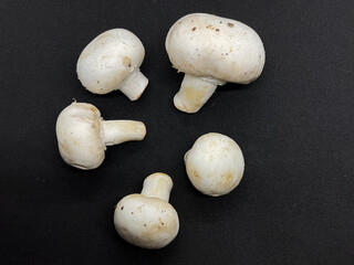 Agaricus bisporus commonly known as a button mushroom