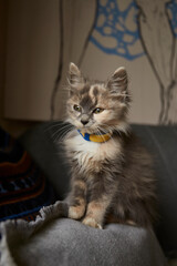 Fluffy kitten sitting quietly on the floor with a blue collar in a cozy indoor setting during the...