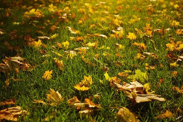 Colorful autumn leaves scattered across a grassy field during a sunny afternoon in a park