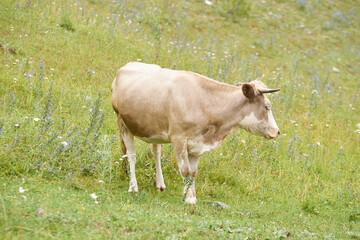 Fototapeta premium Lone cow grazing on lush green meadow in serene countryside with wildflowers on a peaceful day.