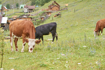 Obraz premium Grazing cows in alpine meadow with rustic cabins in the background on a summer day.