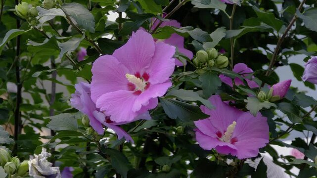한국,꽃,무궁화,Korea, flowers,rose of Sharon