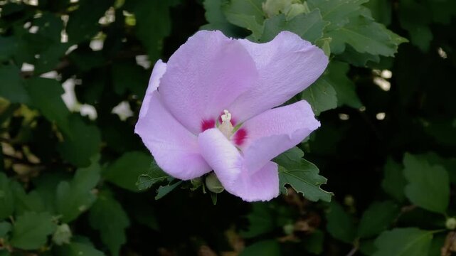 한국,꽃,무궁화,Korea, flowers,rose of Sharon