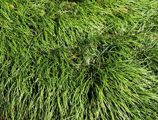 green grass background