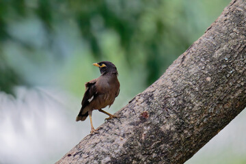 common myna on the branch