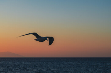 Seagull Flying Over Calm Sea at Sunset
