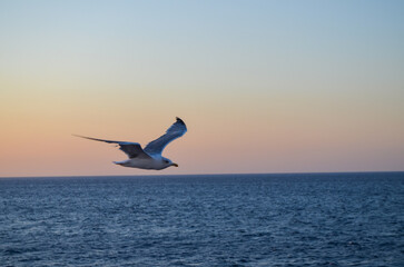 Seagull Flying Over Calm Sea at Sunset