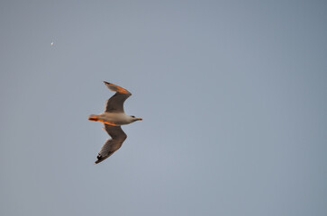 Seagull Flying Over Calm Sea at Sunset