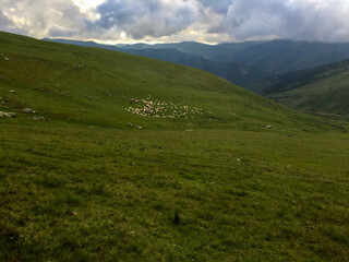 Fototapeta premium Flock of Sheep Grazing in Turkish Highlands