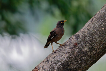 common myna on the branch