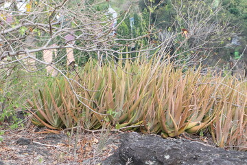 Aerial View of Shallot Field with Neat Rows in Rural Area