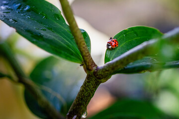Bright ladybug exploring lush green leaves in the early morning light
