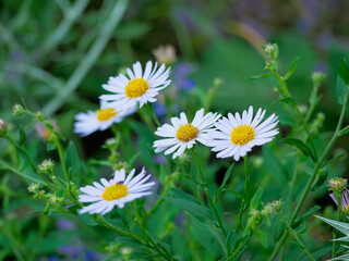 Daisies in the grass