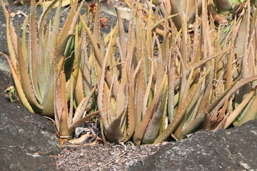 Tenacious Aloe Vera Growing in Stone Cracks

Survival Botany – Aloe on Rugged Rock Surface