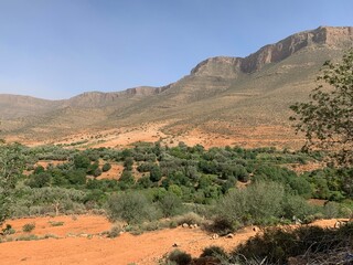 Scenic Landscape with Mountain and Tree
