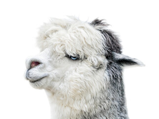Cute portrait of a fluffy white and gray alpaca with blue eyes, highlighted on a transparent background