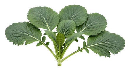Isolated Mustard Greens