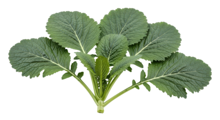 Isolated Mustard Greens