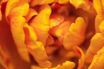 View of beautiful orange tulip flower illuminated by soft light