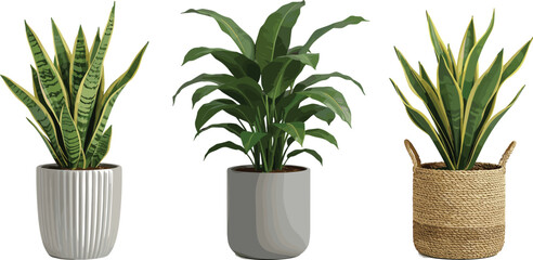 Beautiful indoor houseplants in modern decorative pots, snake plants and green leafy plant, natural home decor, stylish and trendy plant arrangement, perfect for living room, office, or bedroom