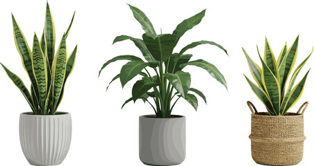 Beautiful indoor houseplants in modern decorative pots, snake plants and green leafy plant, natural home decor, stylish and trendy plant arrangement, perfect for living room, office, or bedroom