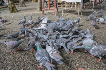March 24 2025 Group of Pigeons Gathering on Gravel Ground in Outdoor Location, Japan