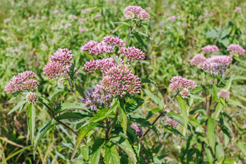 Eupatorium cannabinum flowering in summer meadow