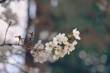 March 24 2025 Delicate Cherry Blossom Branch Captured with Soft Bokeh, Japan