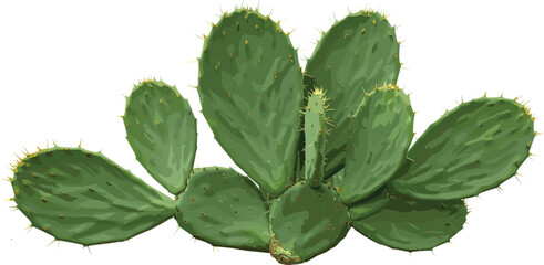 Close-up of prickly pear cactus (Opuntia) on white background – desert plant with flat green pads and sharp spines.
