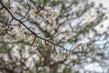 March 24 2025 Delicate Cherry Blossom Branch Captured with Soft Bokeh, Japan