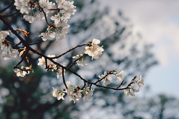 March 24 2025 Delicate Cherry Blossom Branch Captured with Soft Bokeh, Japan