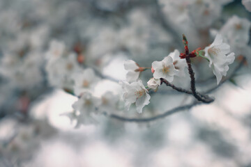 March 24 2025 Delicate Cherry Blossom Branch Captured with Soft Bokeh, Japan