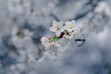 March 24 2025 Delicate Cherry Blossom Branch Captured with Soft Bokeh, Japan