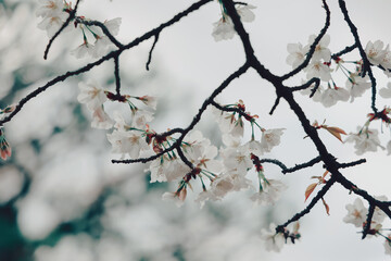 March 24 2025 Delicate Cherry Blossom Branch Captured with Soft Bokeh, Japan