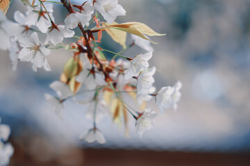 March 24 2025 Close-Up of White Cherry Blossoms on a Spring Afternoon, Japan
