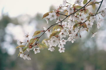 March 24 2025 Close-Up of White Cherry Blossoms on a Spring Afternoon, Japan