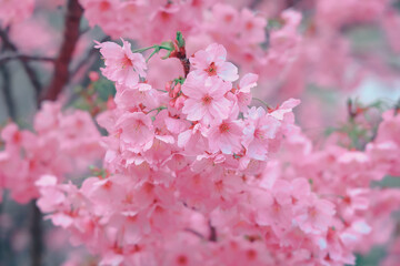 March 24 2025 Beautiful Cherry Blossom Flowers in Full Bloom Outdoors, Japan