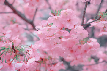 March 24 2025 Beautiful Cherry Blossom Flowers in Full Bloom Outdoors, Japan