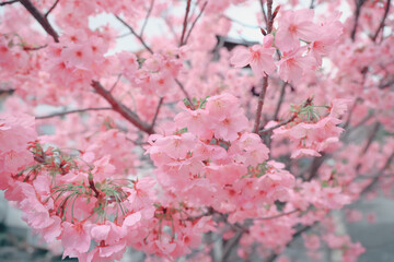 Obraz premium March 24 2025 Beautiful Cherry Blossom Flowers in Full Bloom Outdoors, Japan